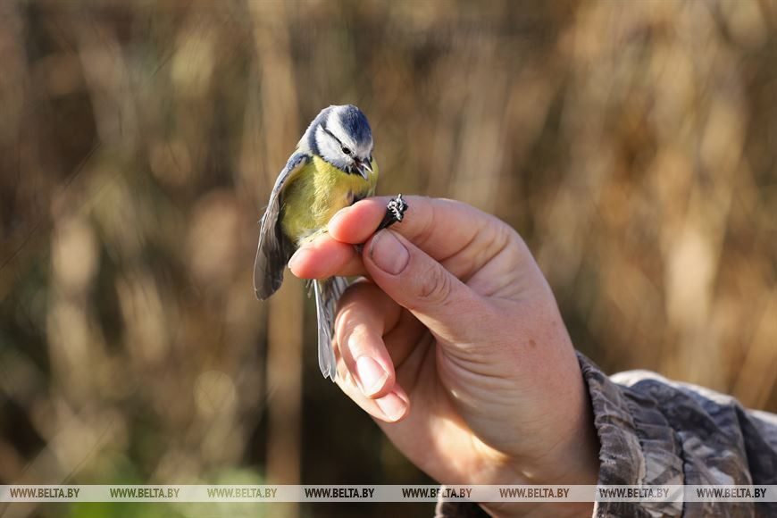 Лазаревка обыкновенная
