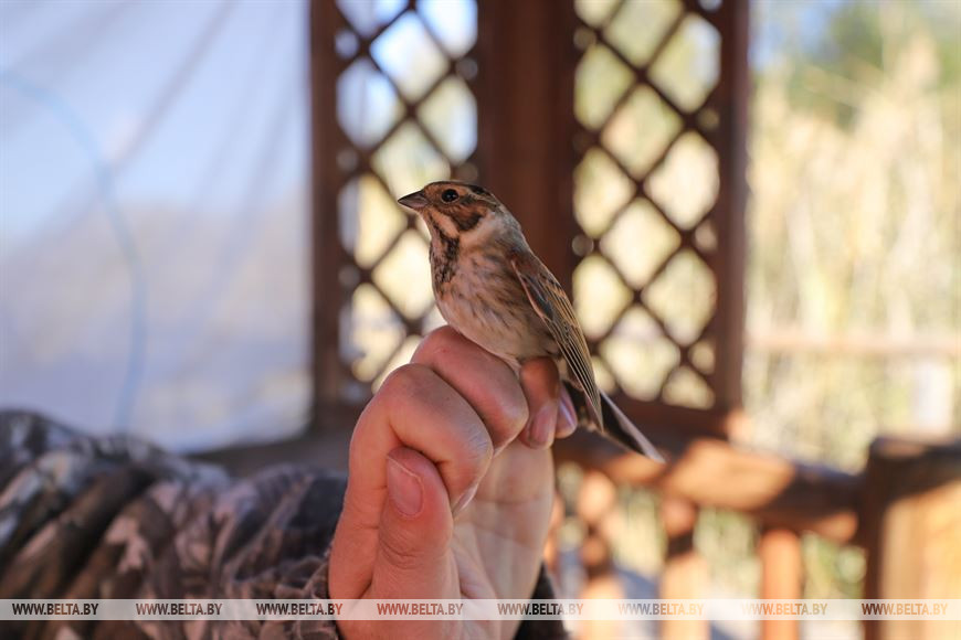 Тростниковая овсянка