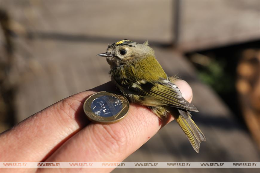 Желтоголовый королёк