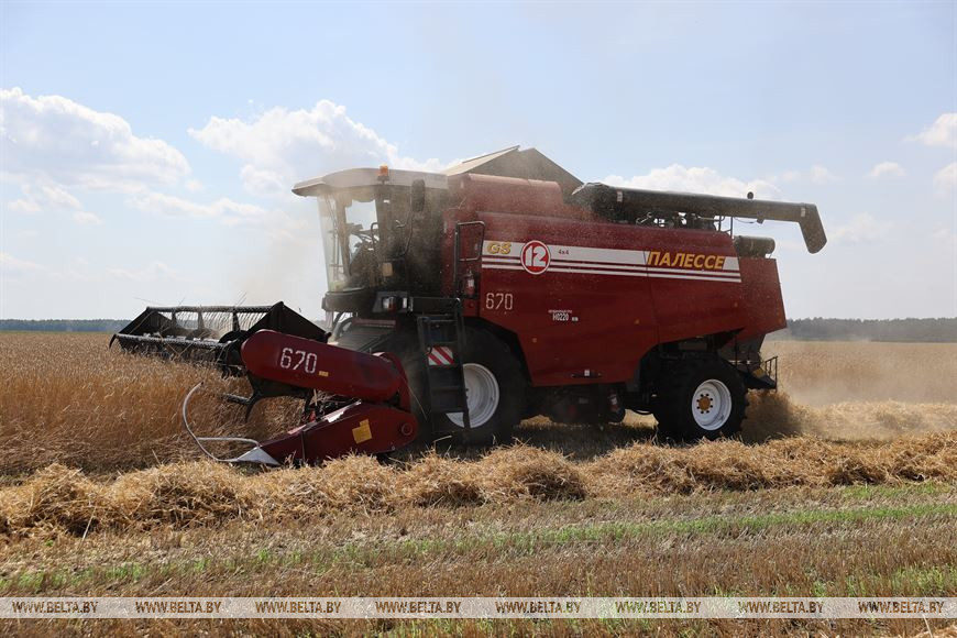 Комбайн Сергея и Максима Бойко на жатве в СПК "Доропеевичи"