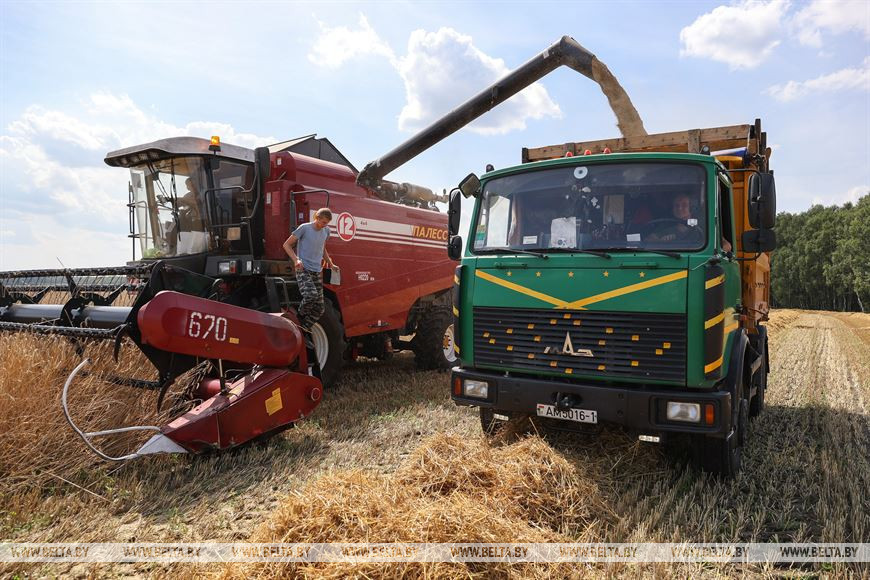 Комбайн Сергея и Максима Бойко на жатве в СПК "Доропеевичи"