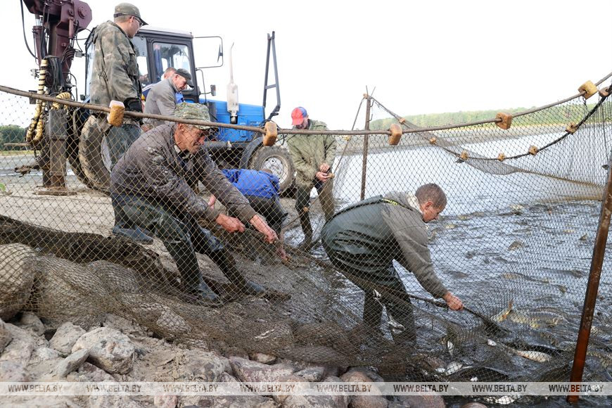 Лов начался. Рыбхозы в Беларуси.