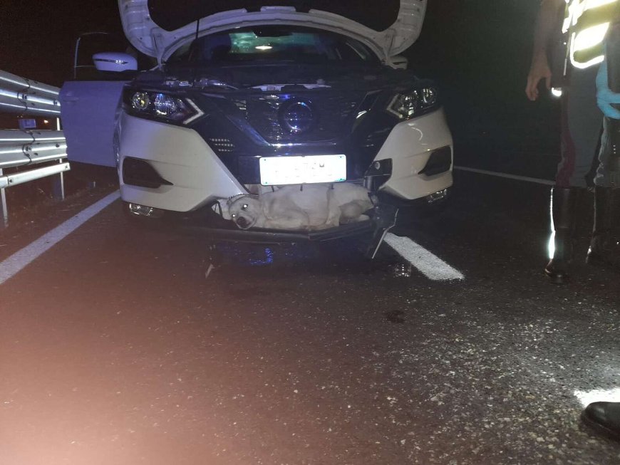 Фото The Dodo Фото The Dodo