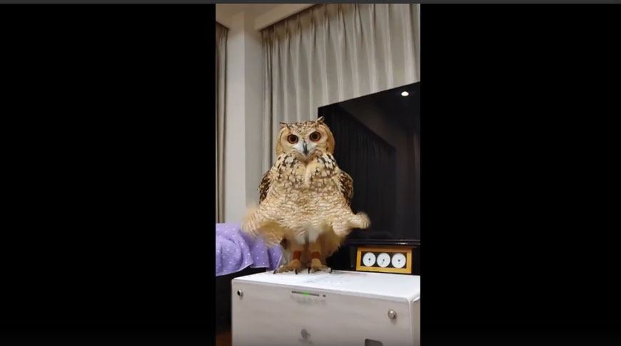 Скрин видео из интернета Скрин видео из интернета