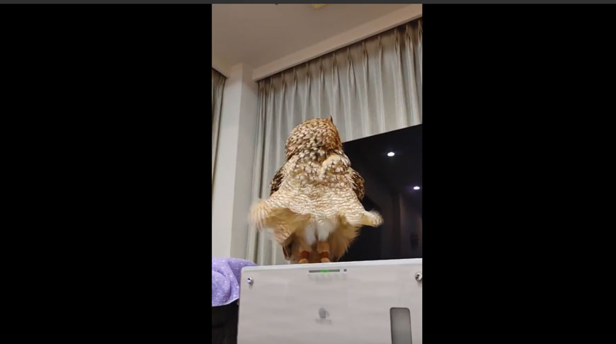 Скрин видео из интернета Скрин видео из интернета