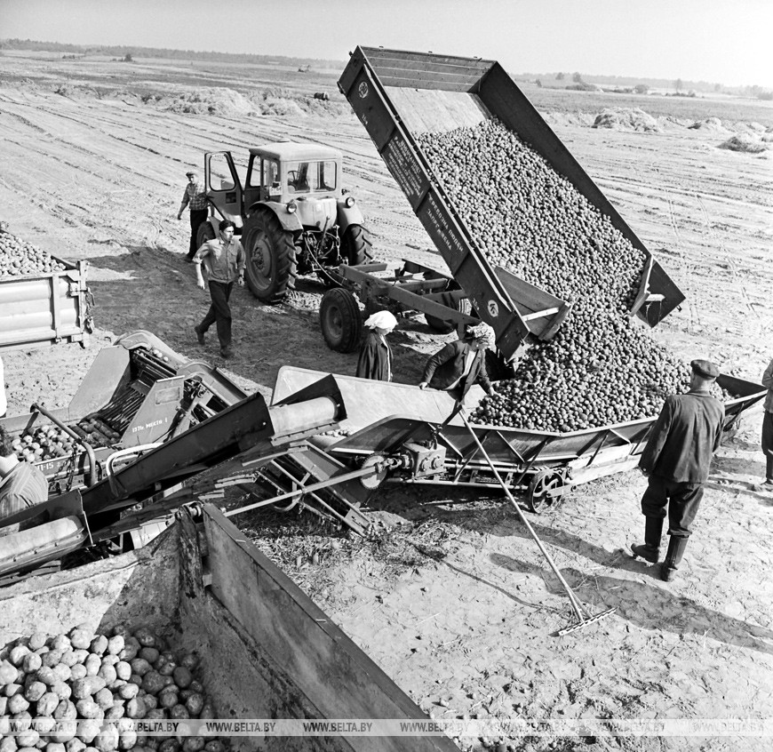 Колхоз им. Ильича. На сортировочном пункте, 1972 год Колхоз им. Ильича. На сортировочном пункте, 1972 год