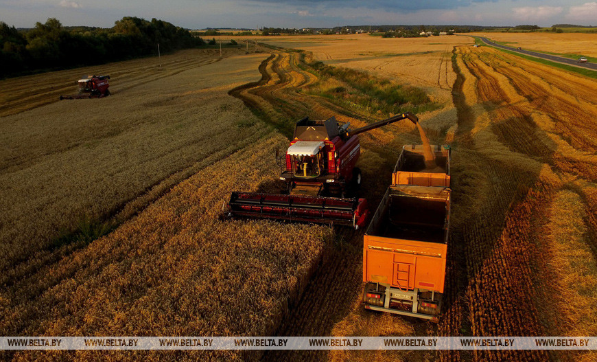 Уборка зерновых в Гродненском районе Уборка зерновых в Гродненском районе