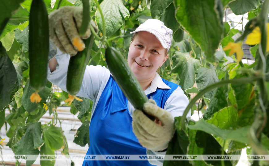 Кировский район. Овощевод Анна Ремненок Кировский район. Овощевод Анна Ремненок