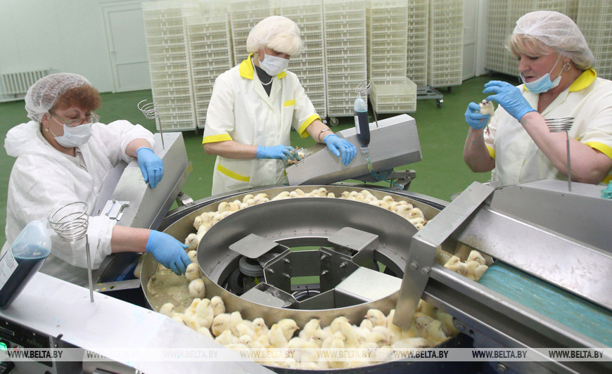 Новый инкубатор на Щучинской птицефабрике, 2013 год Новый инкубатор на Щучинской птицефабрике, 2013 год