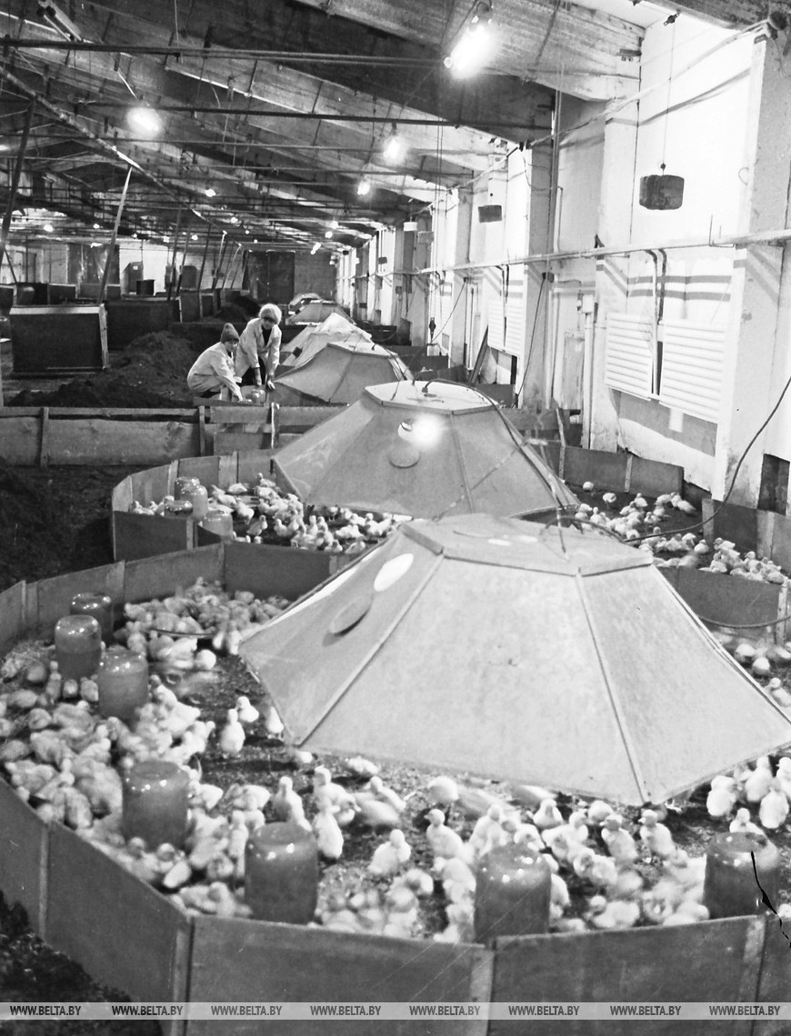 Птицефабрика имени К. Заслонова Лиозненского района, 1987 год Птицефабрика имени К. Заслонова Лиозненского района, 1987 год