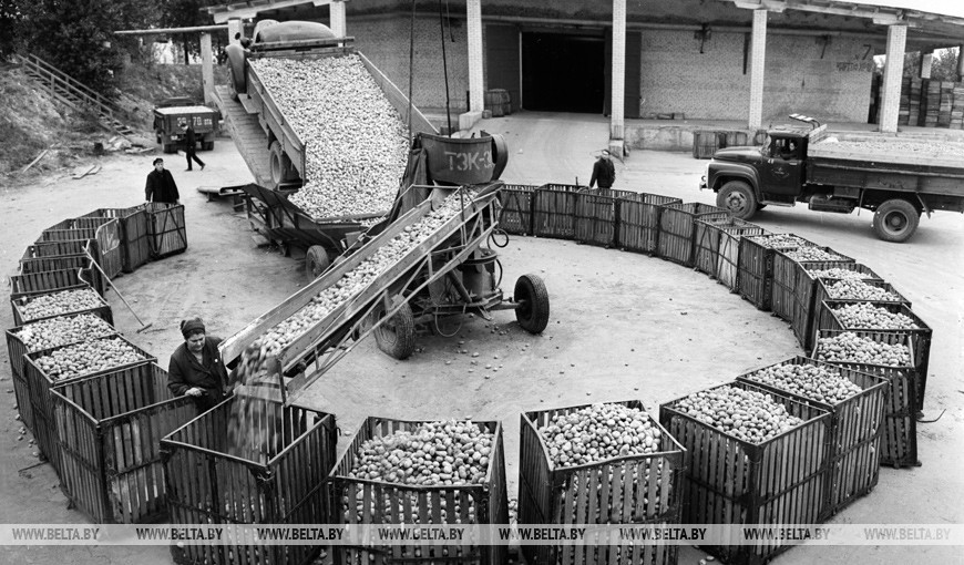 Витебская торгово-заготовительная база "Плодоовощторг". Разгрузка картофеля, 1974 год Витебская торгово-заготовительная база "Плодоовощторг". Разгрузка картофеля, 1974 год