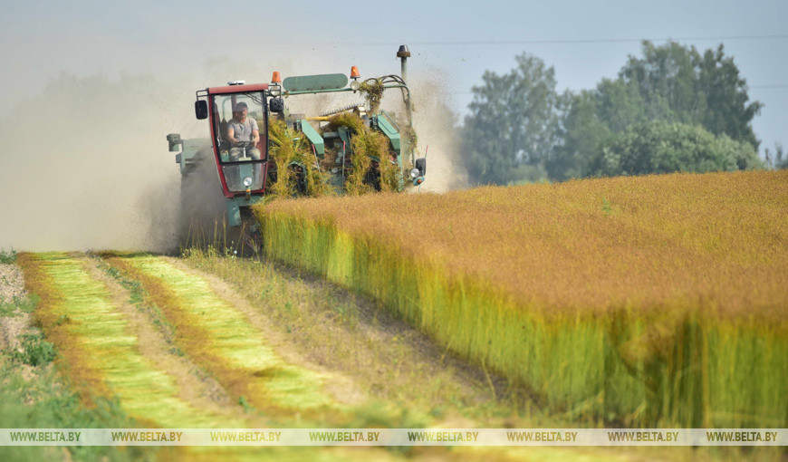 Оршанский район. Уборка льна на полях Оршанский район. Уборка льна на полях
