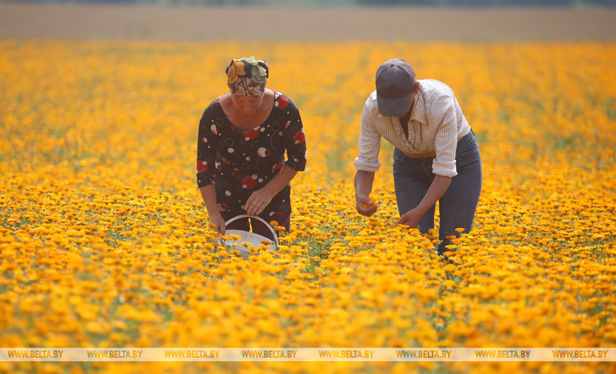 Сбор календулы в Щучинском районе Сбор календулы в Щучинском районе