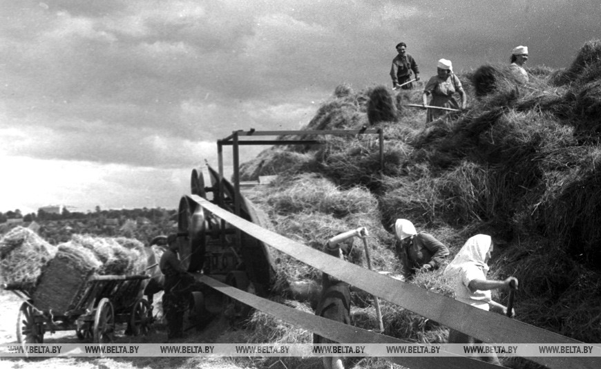 Прессование кормов на Несвижском пункте "Заготсено", 1952 год Прессование кормов на Несвижском пункте "Заготсено", 1952 год