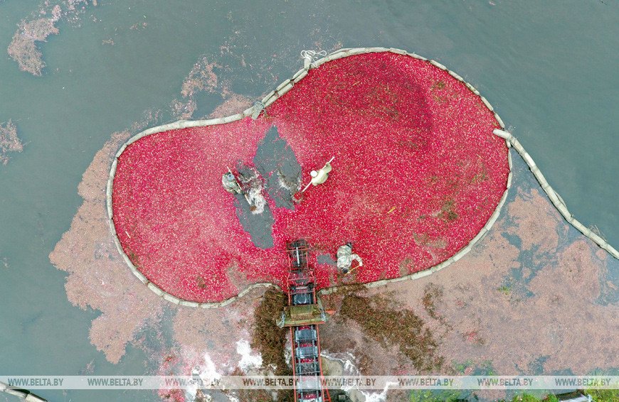 Урожай клюквы собирают в "Полесских журавинах" Урожай клюквы собирают в "Полесских журавинах"