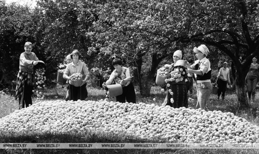Мозырский район. Сбор урожая Мозырский район. Сбор урожая
