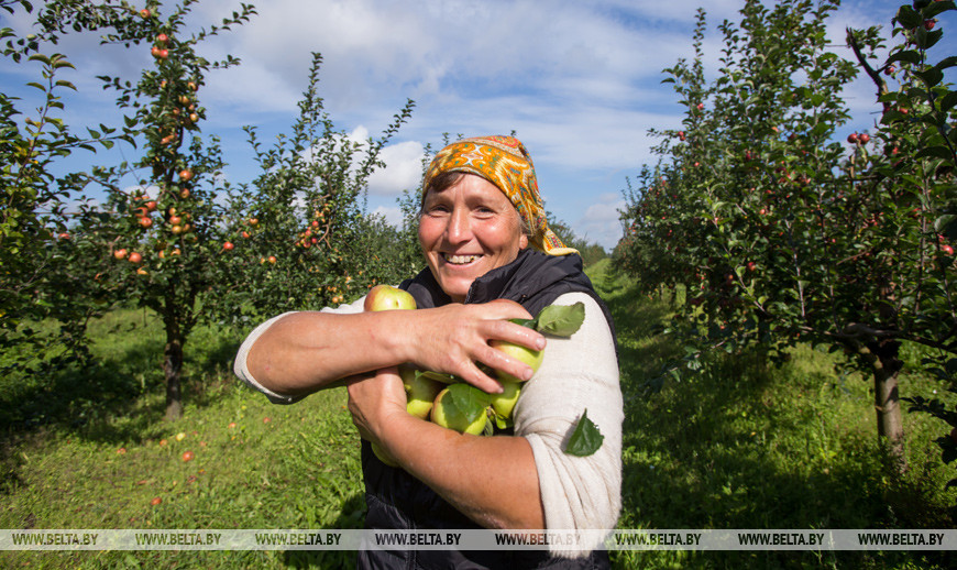 Брестский район. садовод Любовь Климук во время сбора яблок Брестский район. садовод Любовь Климук во время сбора яблок