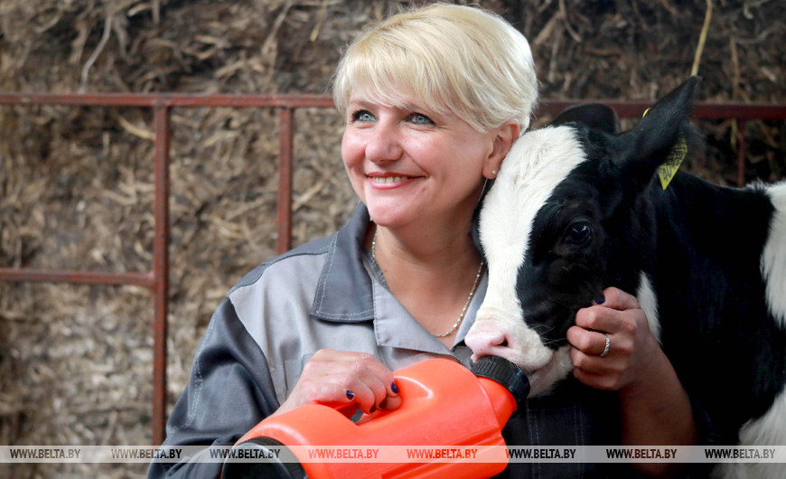 Молочно-товарный комплекс в Кировском районе. Телятница Светлана Климович Молочно-товарный комплекс в Кировском районе. Телятница Светлана Климович