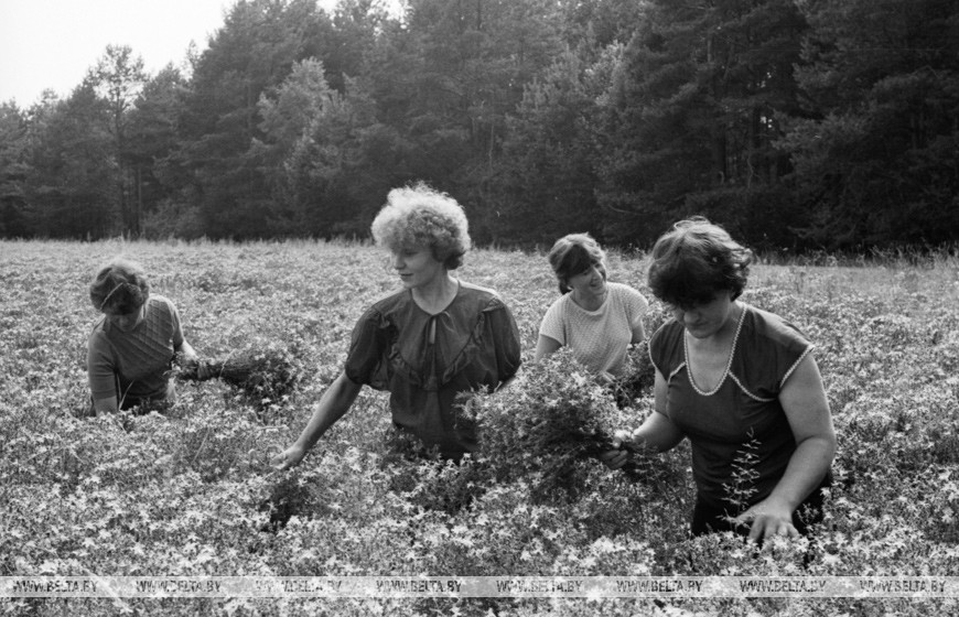 Члены бригады по выращиванию трав (слева направо) Н. Бутер, И. Дубаневич, Я. Самаль и О. Клименок за збором зверобоя. Вилейсикй район, 1989 год Члены бригады по выращиванию трав (слева направо) Н. Бутер, И. Дубаневич, Я. Самаль и О. Клименок за збором зверобоя. Вилейсикй район, 1989 год