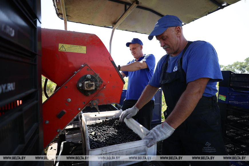 Механизатор Юрий Сакович и садовод Олег Крук Механизатор Юрий Сакович и садовод Олег Крук