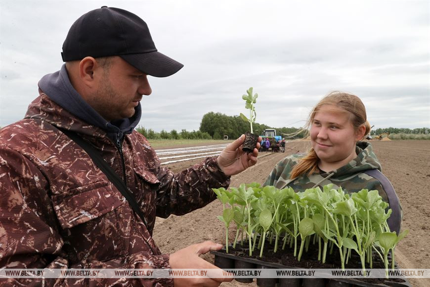 Агрономы-овощеводы предприятия Иван Федотов и Мария Ляхнович Агрономы-овощеводы предприятия Иван Федотов и Мария Ляхнович