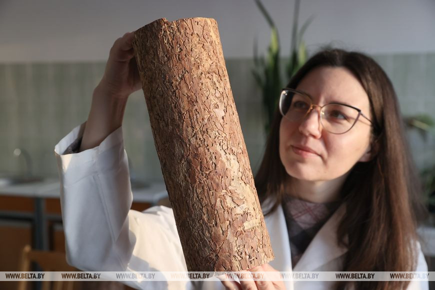 Младший научный сотрудник Екатерина Киб во время подсчёта численности жука-короеда на пораженных участках коровой поверхности древесины