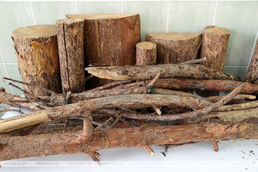 Участки древесины, поражённые короедом