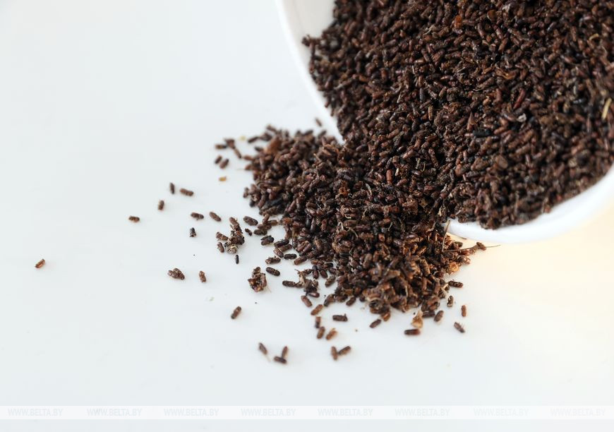 Образцы жука короеда-шестизубчатого