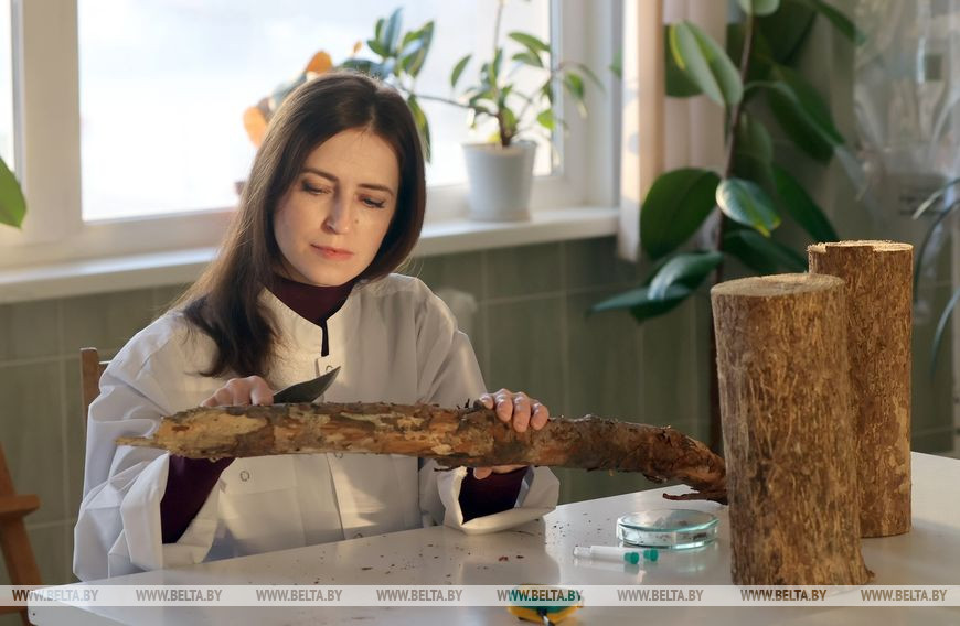 Младший научный сотрудник Екатерина Жанетта Пименова во время подготовки коровой поверхности древесины для исследования