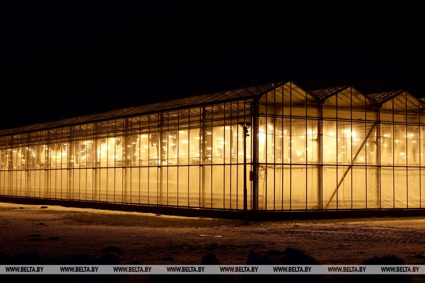 Теплицы Теплицы