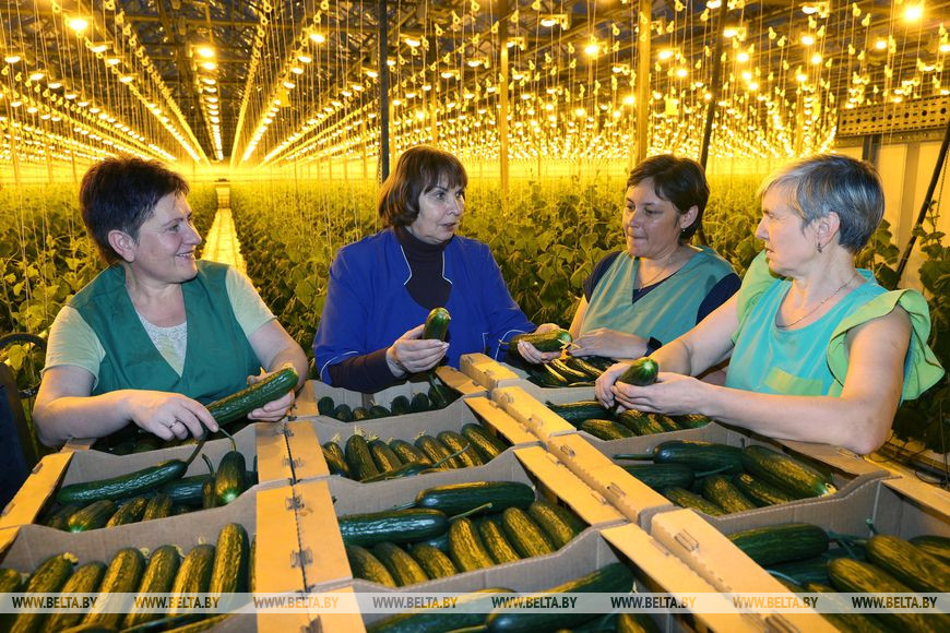 Начальник тепличного комбината Раиса Крупатина (вторая слева) с овощеводами Мариной Зверковой, Татьяной Бондаренко и Верой Атрашкевич Начальник тепличного комбината Раиса Крупатина (вторая слева) с овощеводами Мариной Зверковой, Татьяной Бондаренко и Верой Атрашкевич