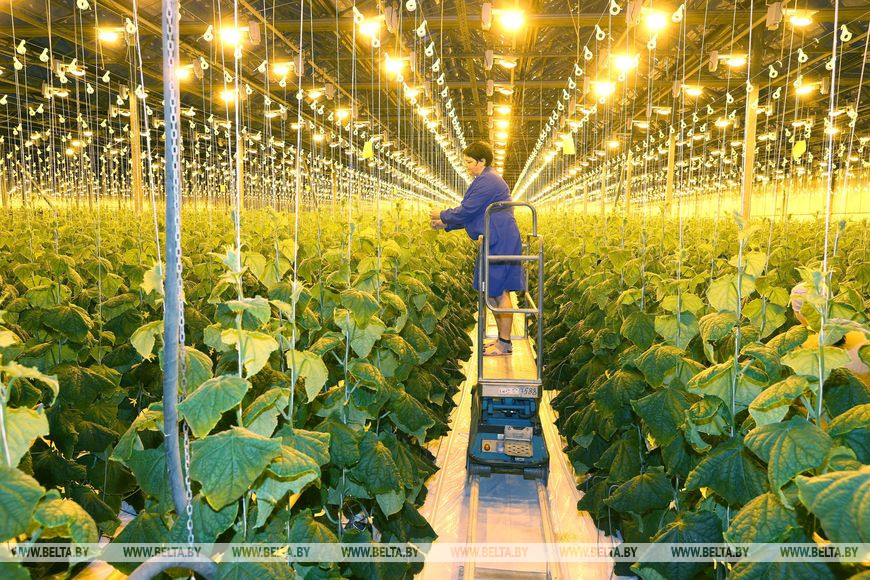 На участке выращивания огурцов На участке выращивания огурцов