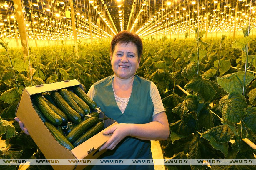 Овощевод Марина Зверкова Овощевод Марина Зверкова