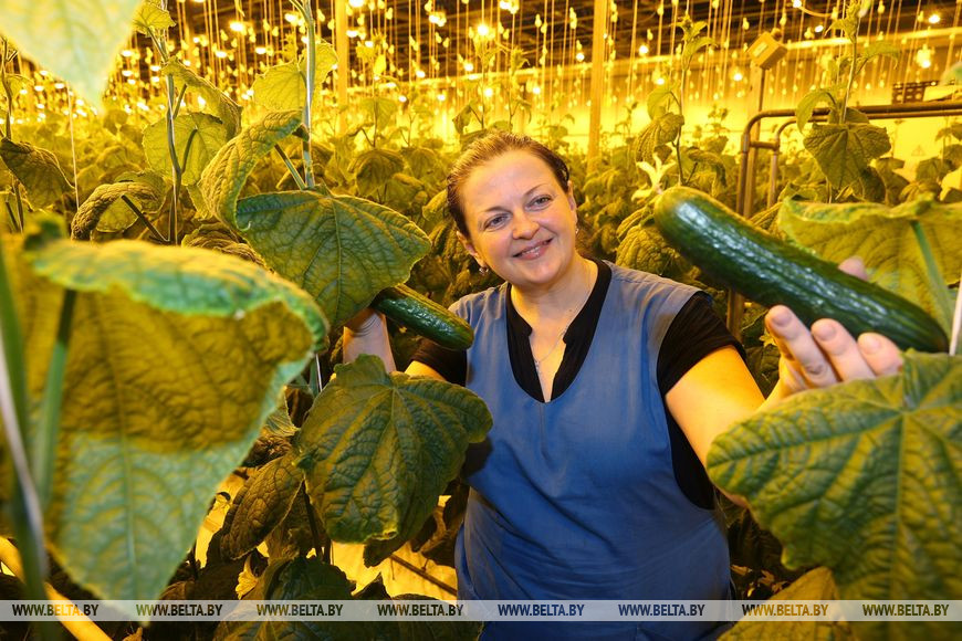Овощевод Юлия Селиванова Овощевод Юлия Селиванова