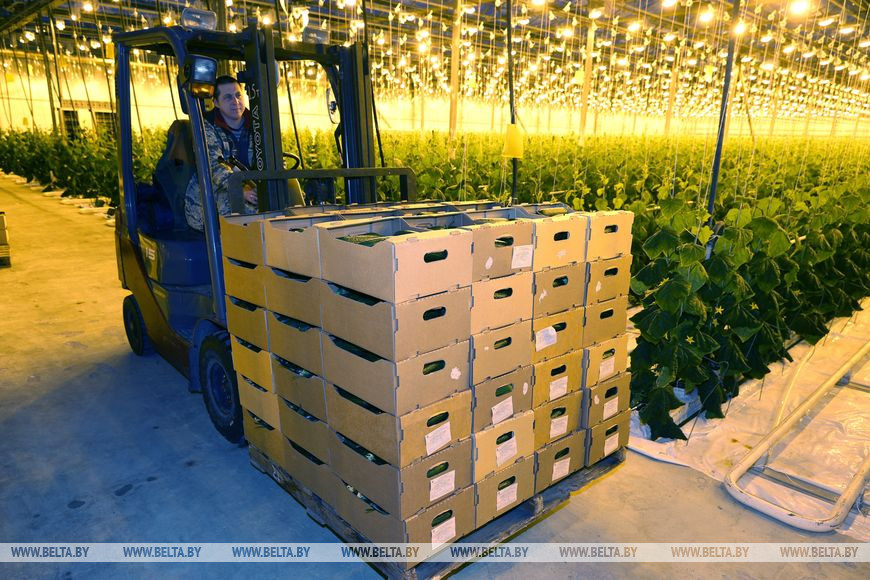 Собранные огурцы отправляются в торговую точку Собранные огурцы отправляются в торговую точку