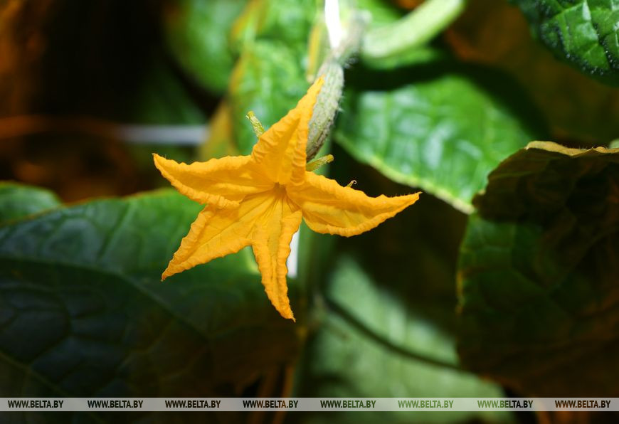 Цветок огурца Цветок огурца