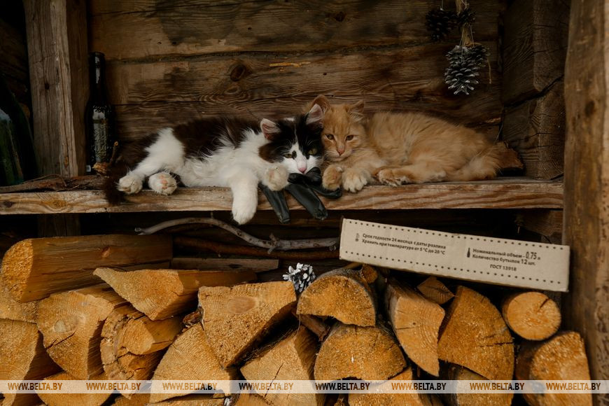 Коты в деревне Белый Берег в Налибокской пуще Коты в деревне Белый Берег в Налибокской пуще