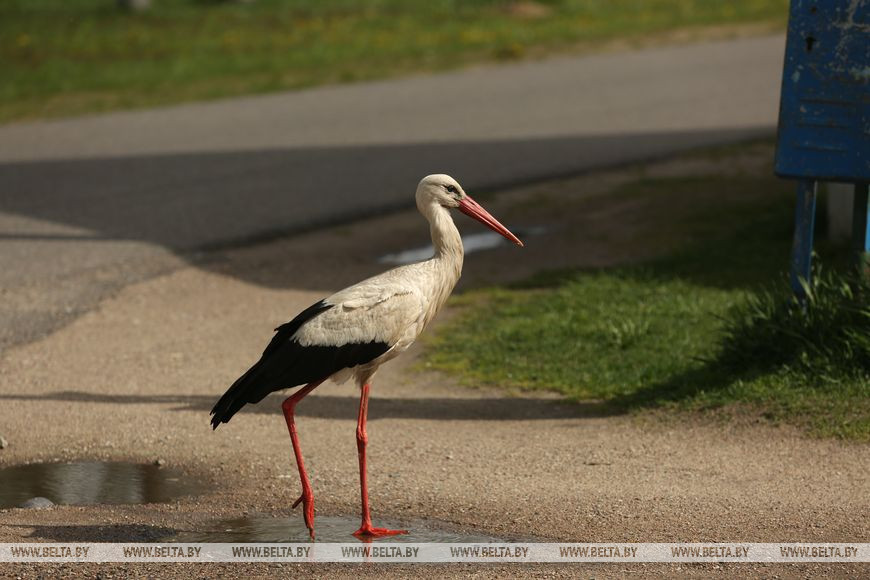 Аист в деревне Бакшты Аист в деревне Бакшты