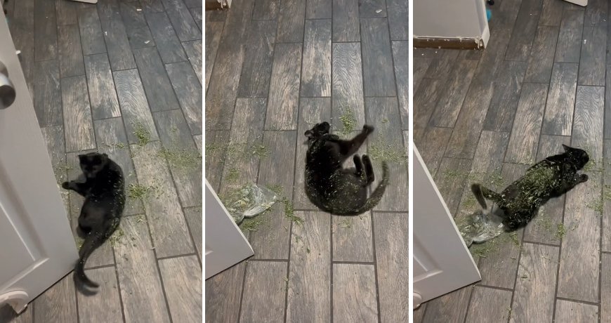 Фото TikTok Фото TikTok