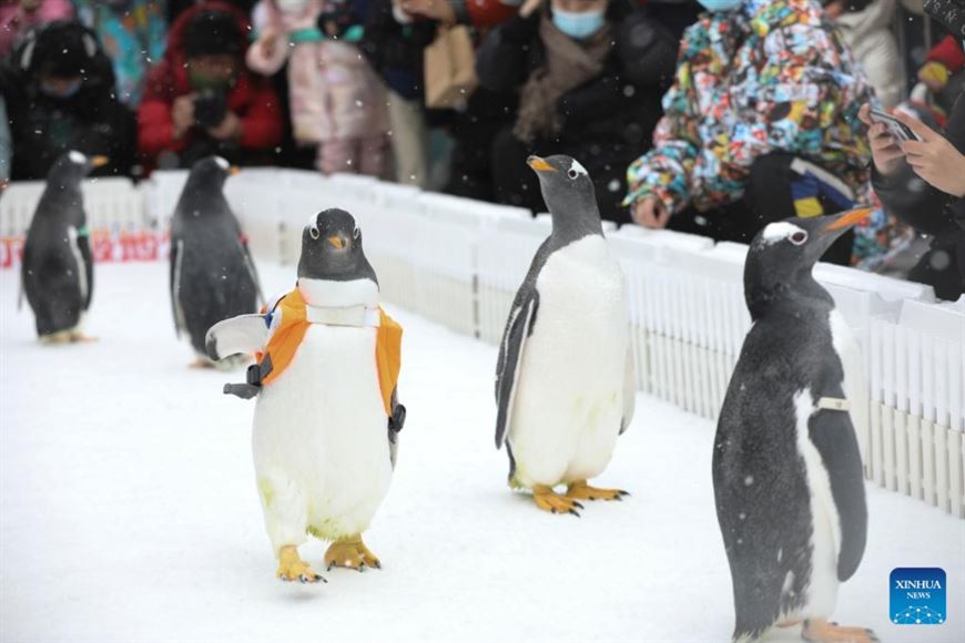 Когда выйдут пингвины моей мамы. Харбинский Полярный парк. Парад пингвинов в Харбине. Пингвины в Нью Йорке. Парк Полярных животных Харбин.