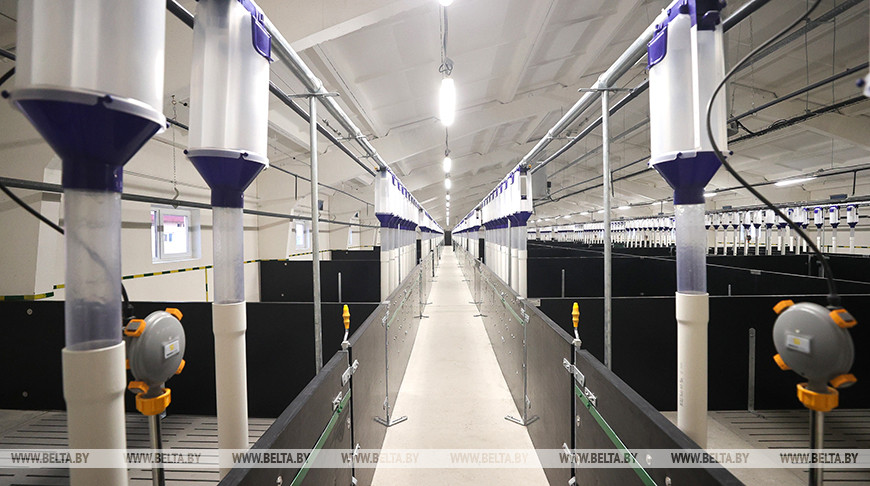 Свиноводческий комплекс "Диковичи" Свиноводческий комплекс "Диковичи"