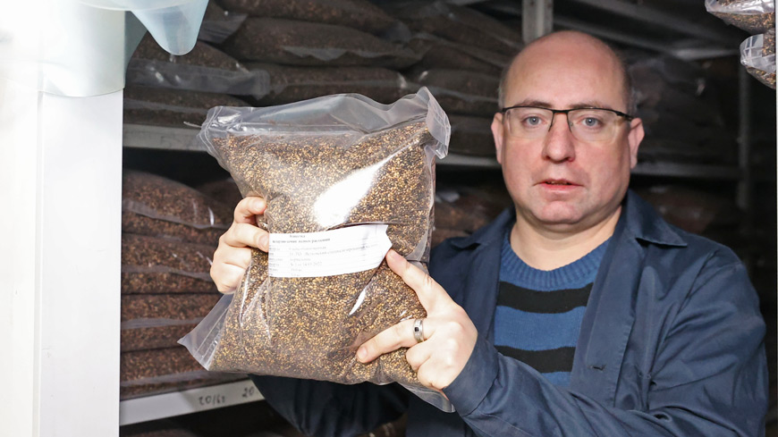 Дмитрий Каган: из центнера сосновых шишек получаем небольшой пакет семян Дмитрий Каган: из центнера сосновых шишек получаем небольшой пакет семян