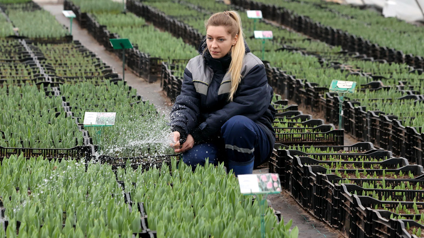 В этом году в питомнике впервые посадили 50 тысяч луковиц тюльпанов В этом году в питомнике впервые посадили 50 тысяч луковиц тюльпанов