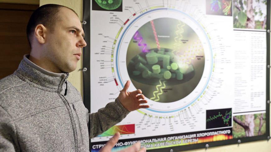 Заведующий лабораторией геномных исследований кандидат биологических наук Станислав Пантелеев впервые в мире расшифровал геном карельской березы Заведующий лабораторией геномных исследований кандидат биологических наук Станислав Пантелеев впервые в мире расшифровал геном карельской березы