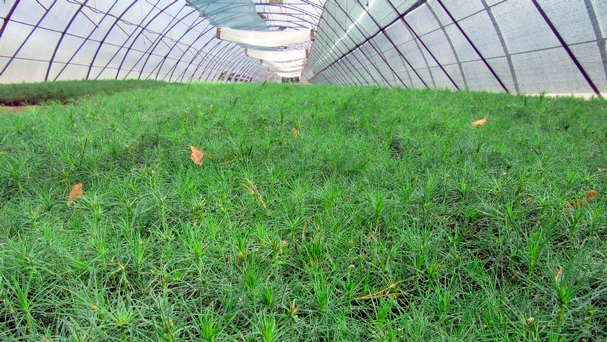 Сеянцы сосны Сеянцы сосны