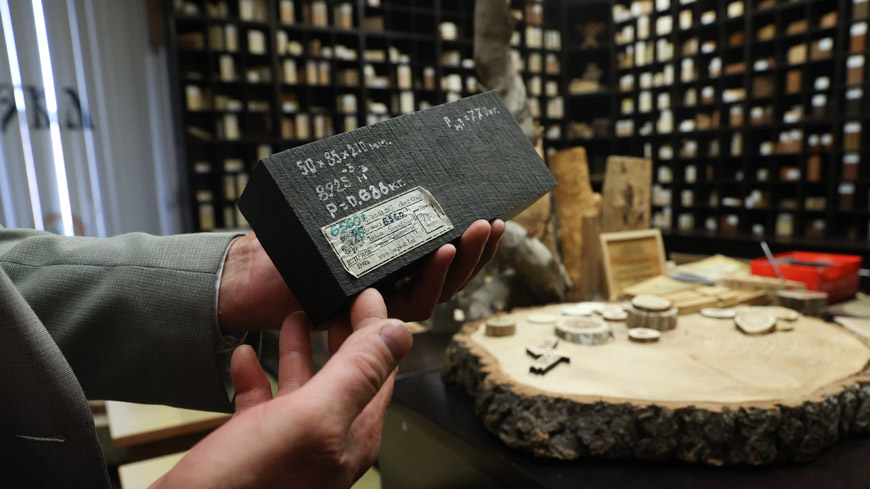 Только в ксилотеке можно увидеть образцы зебрано, мореного дуба в возрасте 6560 лет, кингвуда и дуба XVIII века.