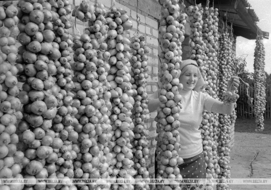 Щедрый урожай, октябрь 1978 года Щедрый урожай, октябрь 1978 года