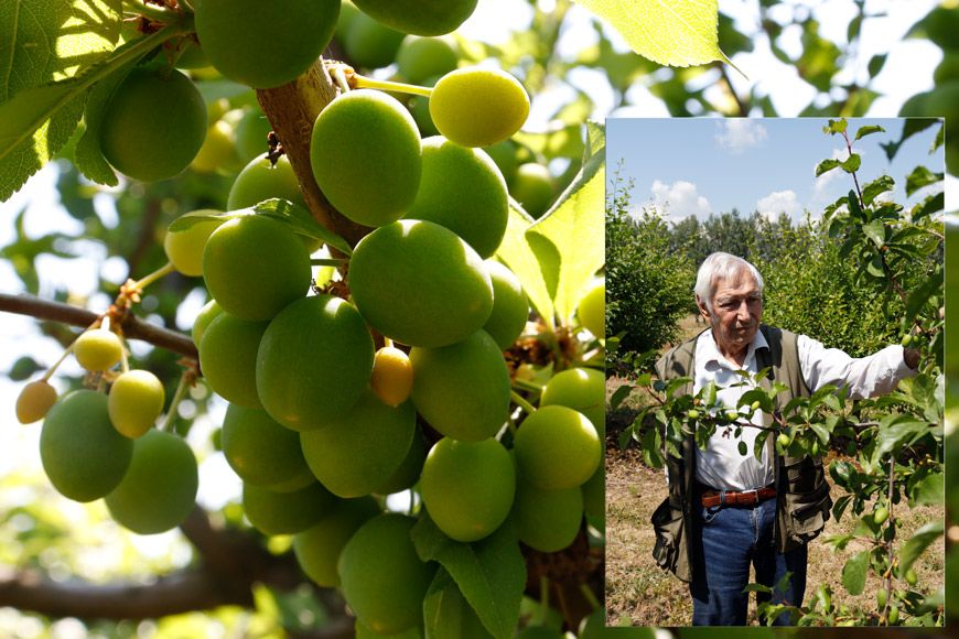 Валерий Матвеев создал более десятка новых сортов алычи культурной и сливы домашней