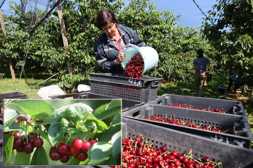 Почти 50 тонн черешни собрали в этом году в Производственном кооперативе имени В.И. КРЕМКО