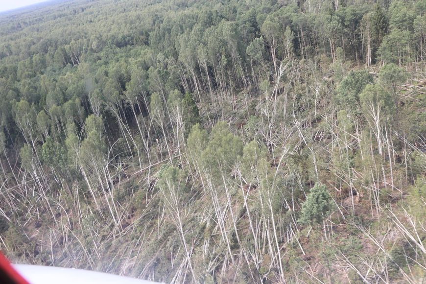 Фото Минлесхоза Фото Минлесхоза